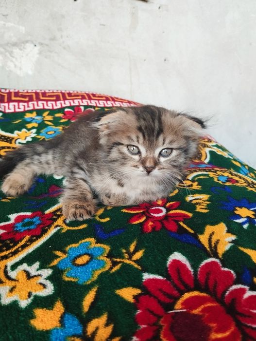 прадается пол мужик 1мил