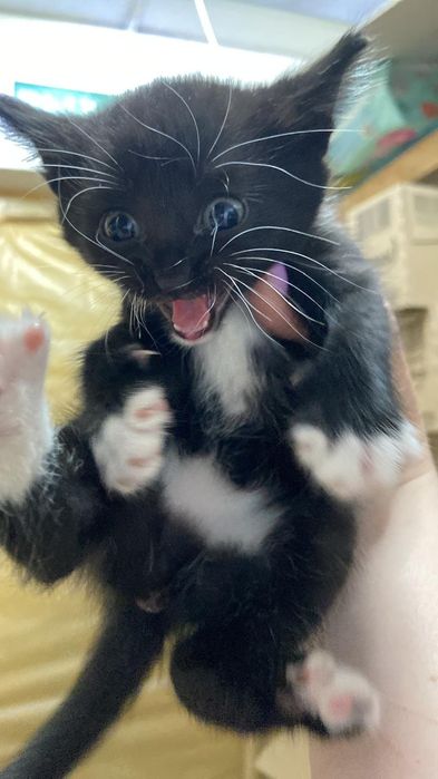 Котята бесплатно