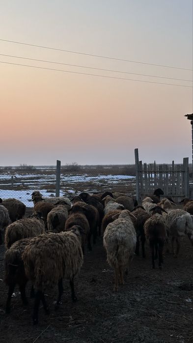 Саулық қойлар.