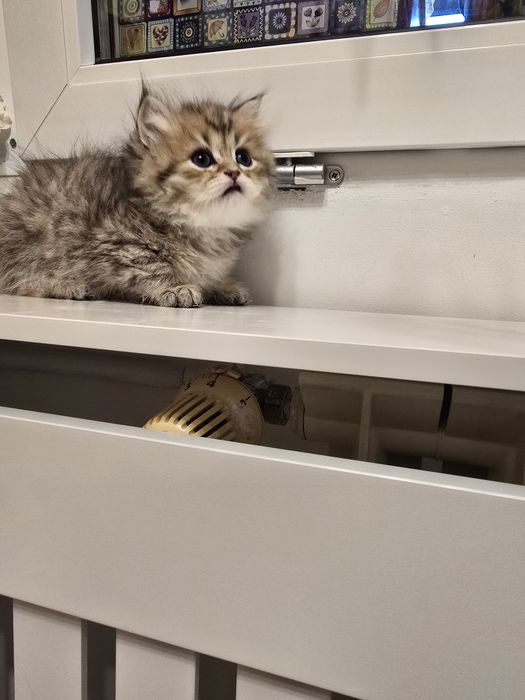 Pui pisică british longhair