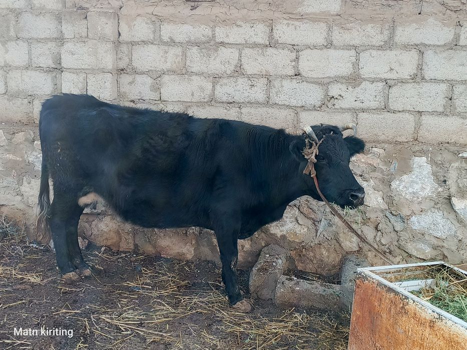 Sigir suyishga boqishga mol qilishga bo'ladi