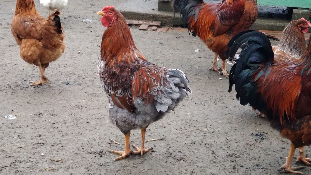 Cocos wyandott rosu albastru tineret