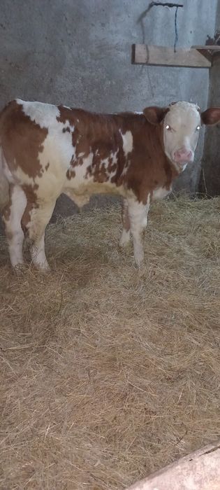 Mascul 3 luni Baltata Românească