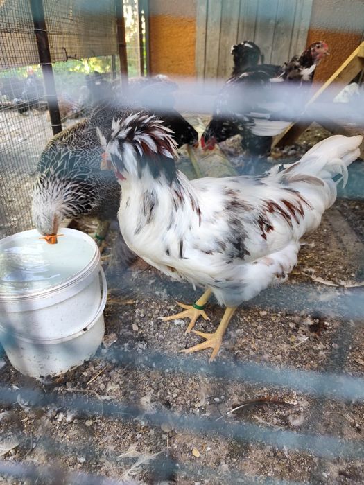 De vânzare, între 2 luni și 4 luni