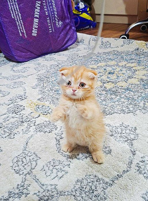 Вислоухая вислоухи(й)(е) котёнок кошк(а)(и) шотландски(е)(й) котёнок ш