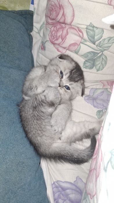 3 котёнка шиншилла.