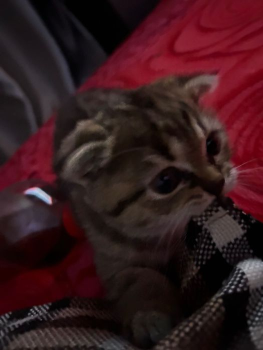 котенок шотландский