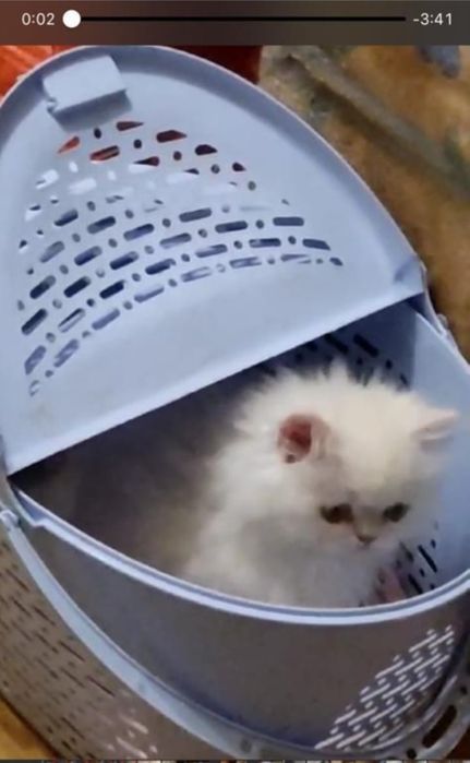 Продаются персидские котята