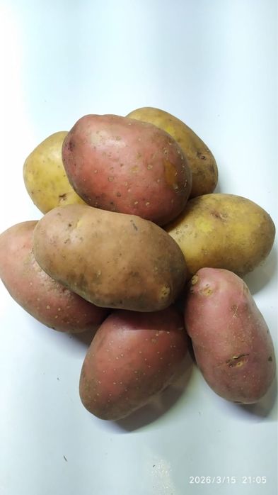 Продам домашнюю картошку