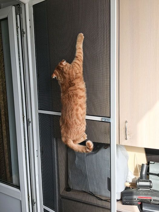 Сетки Антикошка на окна и двери.