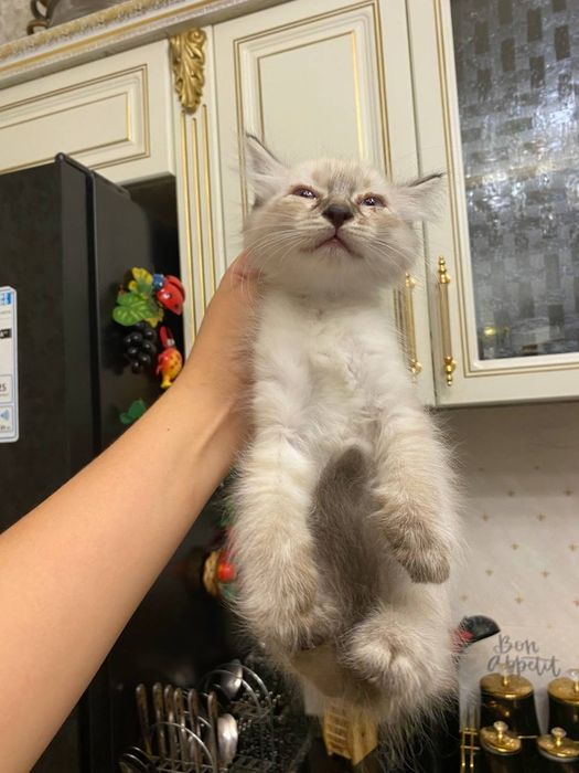 КОШКА Невская(1 месяц)