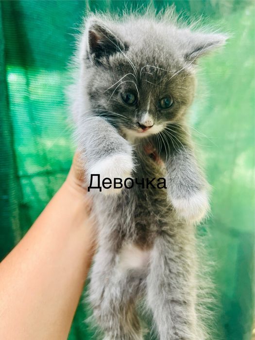 Продается котята