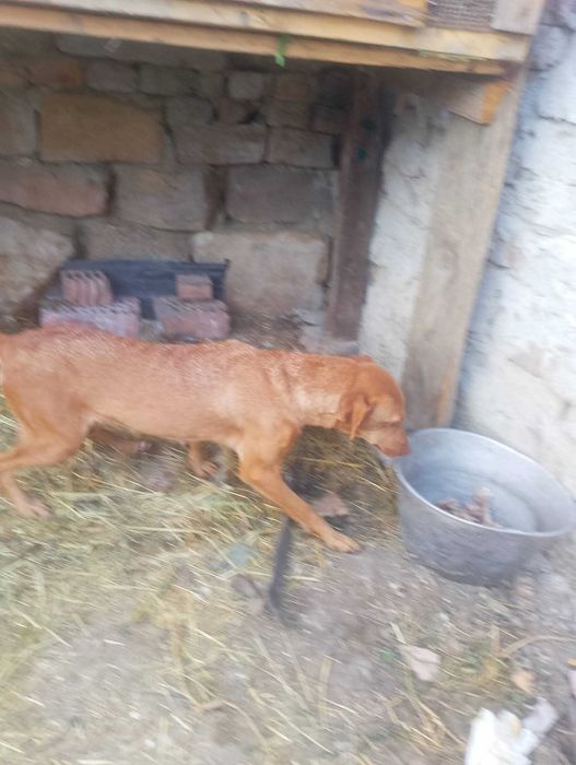 Donez cățelușa foarte jucăușă și blanda