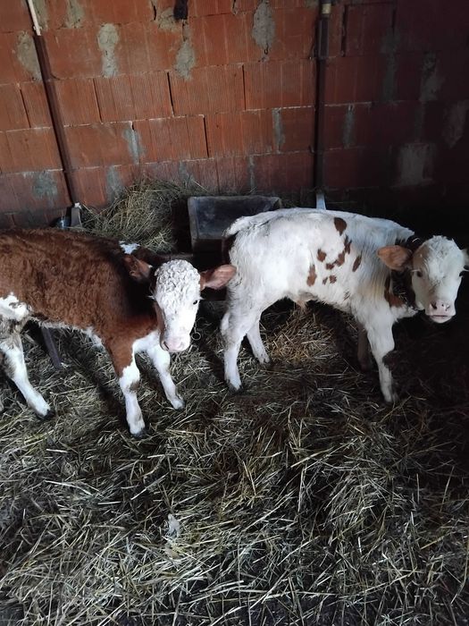 Vând cinci tăurași