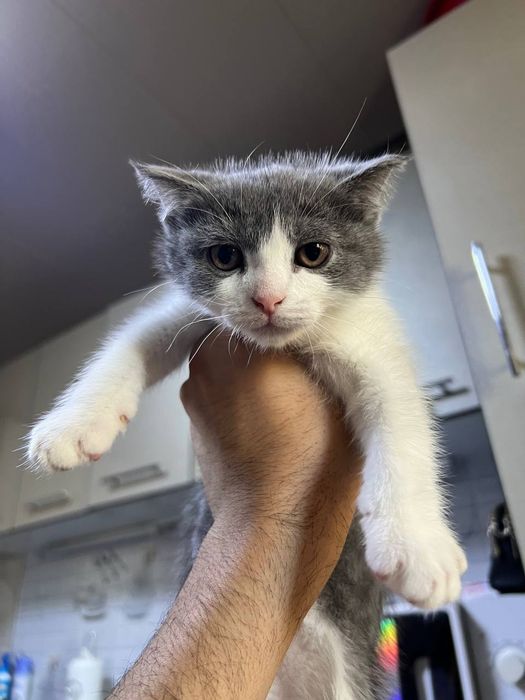 Продаются котята