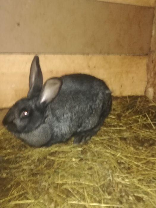 Продавам два женски зайци на 6 месеца