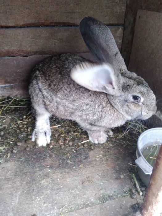 Кролики порода фландр 8 месячные одна беременная