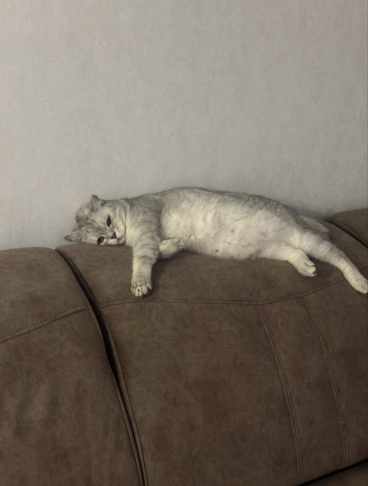 Британская шиншилла