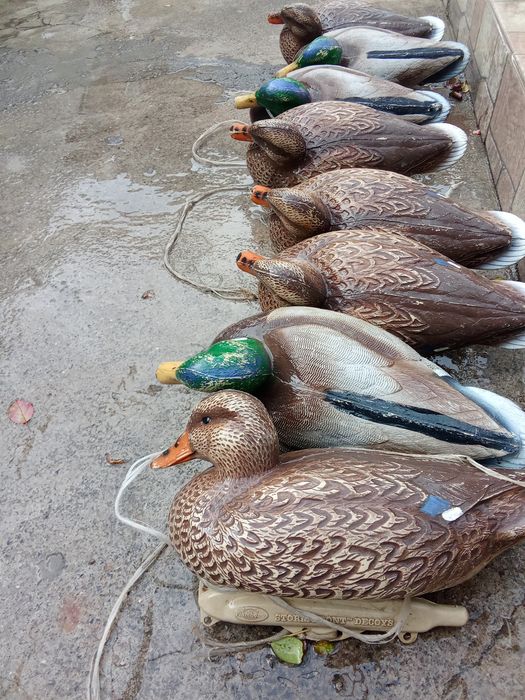 Утки подсадные 8шт.