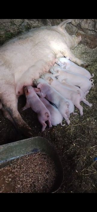 Продавам малки  прасенца