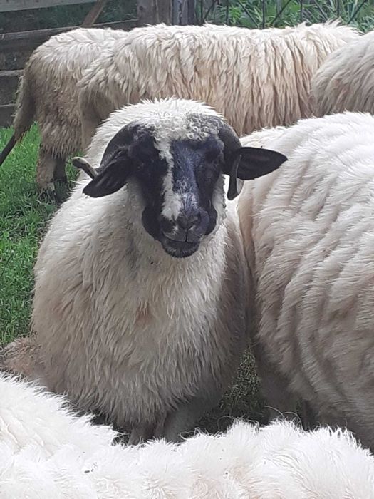 Oi de vânzare  cu   miei