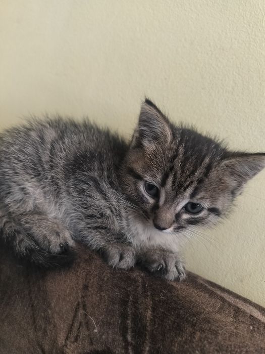 Отдам котенка мальчика