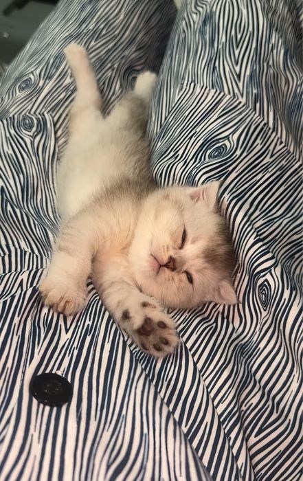 Британские серебристые шиншиллы