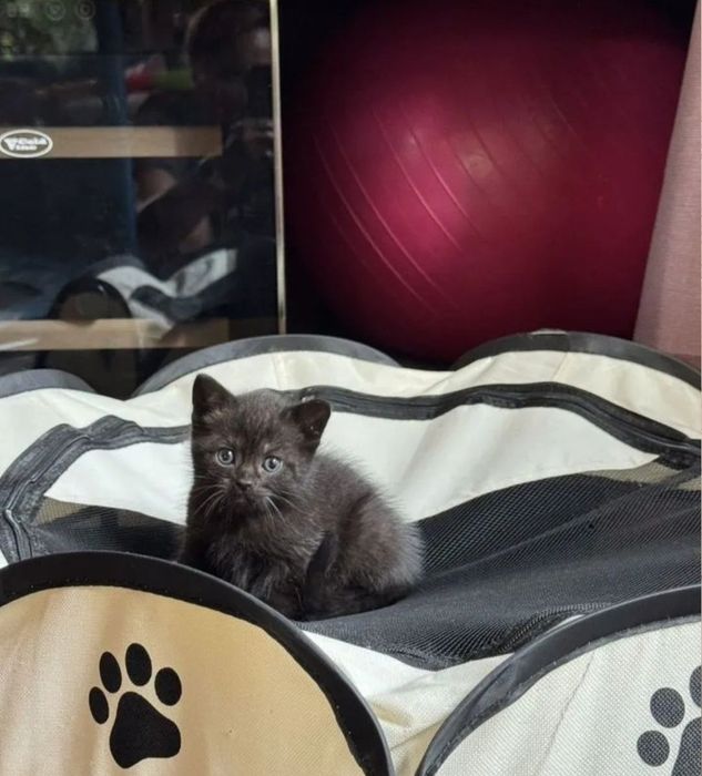 Британские девочки и мальчики