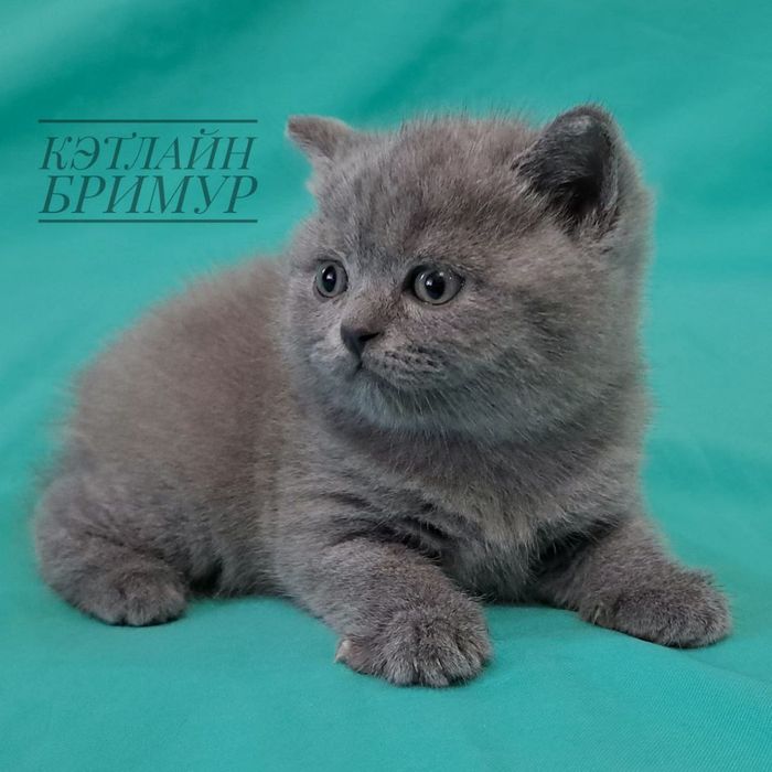 Британские котята!  Питомник!