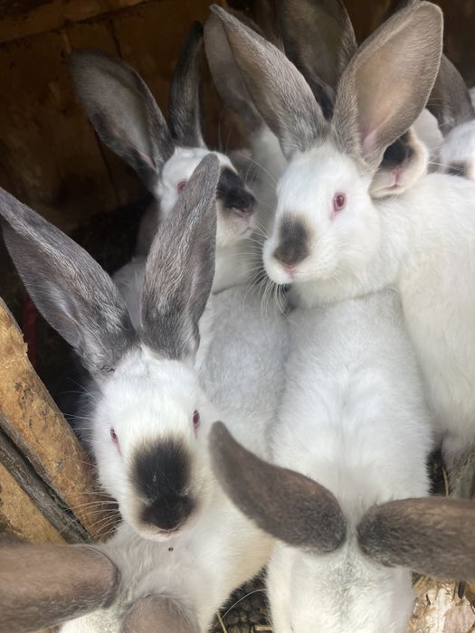 Vand iepuri urias de transilvania.m