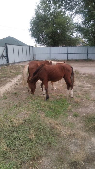 Продам лошадей,жеребенок