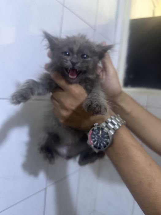 Котенок 2 месяца серенький
