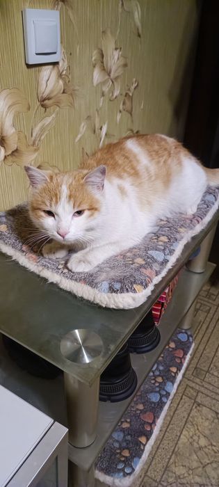 Котик молодой, кастрированный