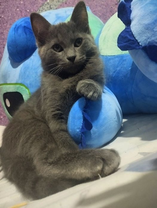 ‼️Породистый Котёнок Британец‼️