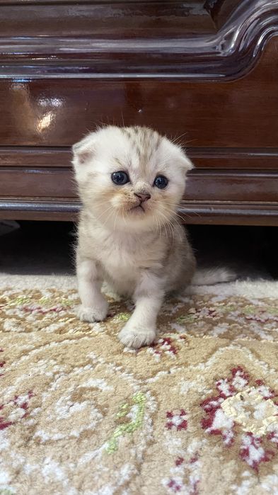 Котята скотиш страйт