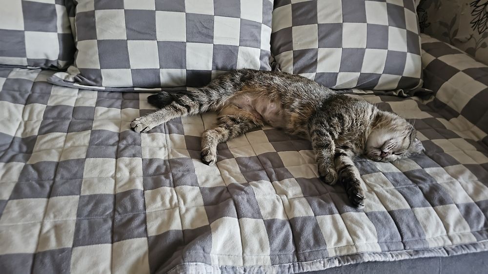 Идем дом кошечке