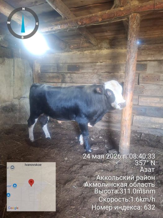 Продам быка откорм