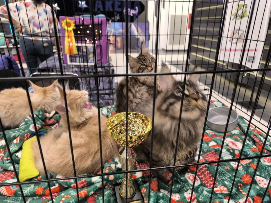 Pui Maine Coon de vanzare