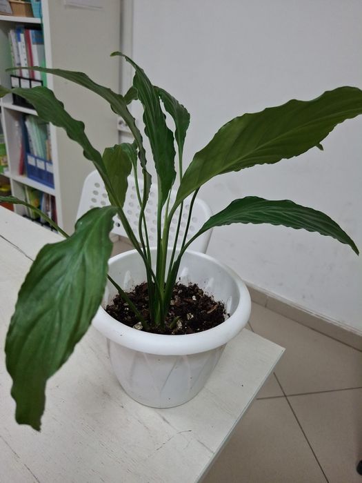 Комнатные  цветы