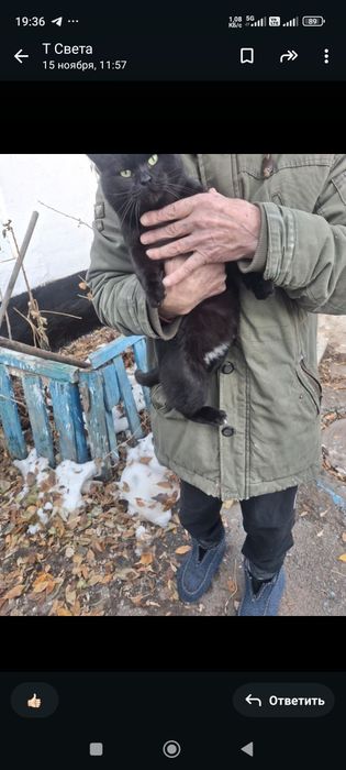 Молодой кот мальчик