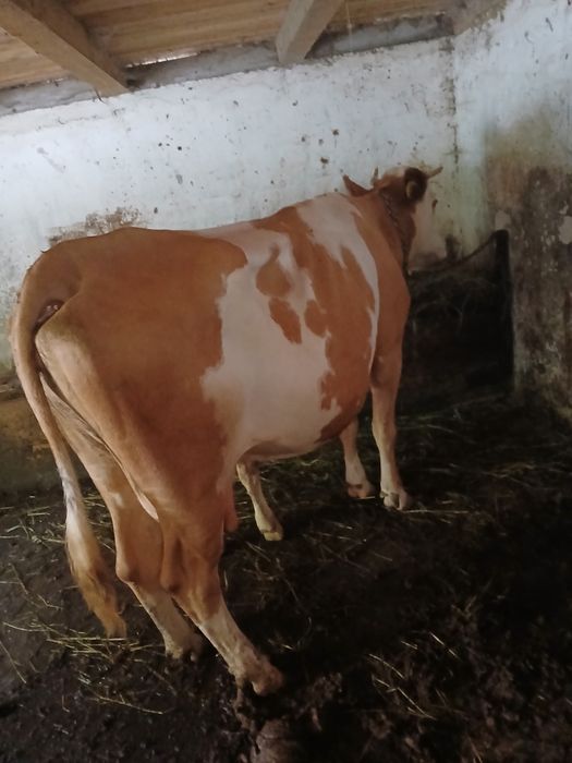 Vând vaca de opt ani