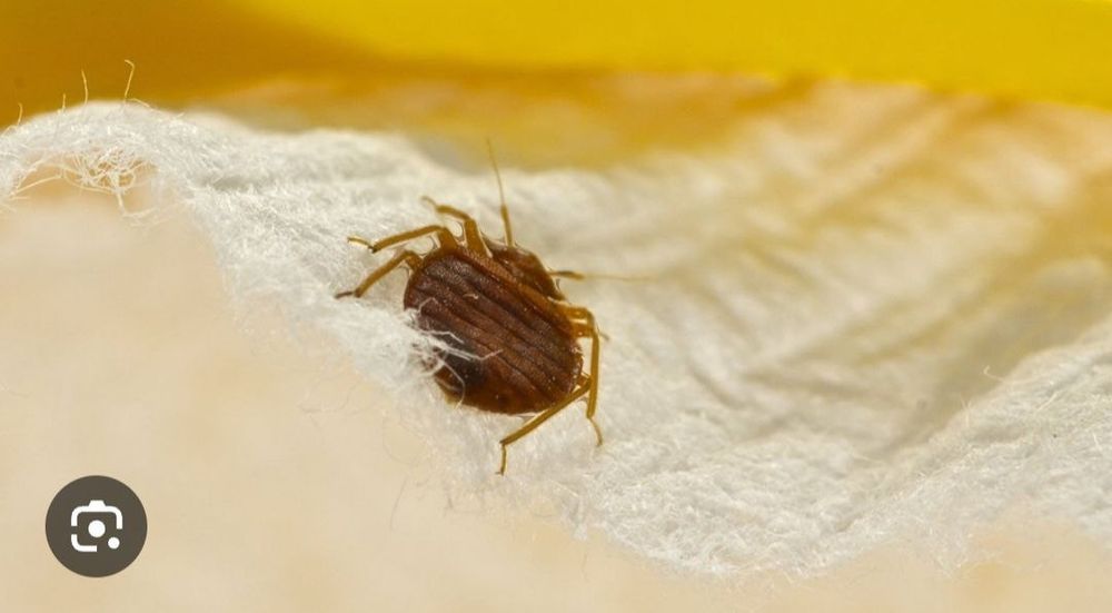 Клапа таракан пашша дори klapa tarakan passha dori