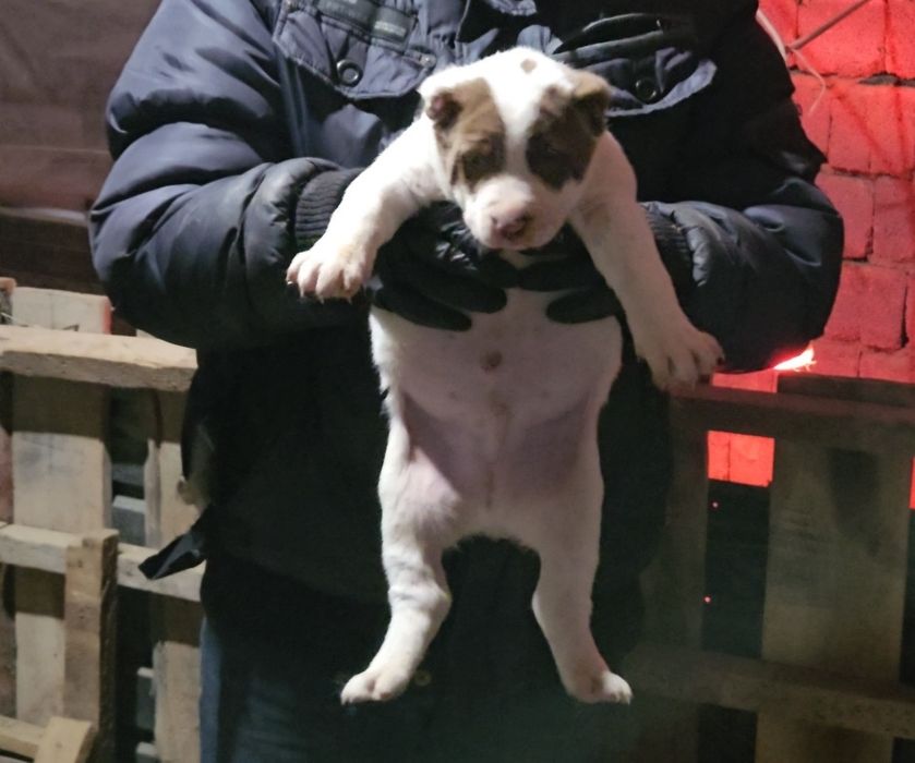 Продаются щенки банзая(118кг)