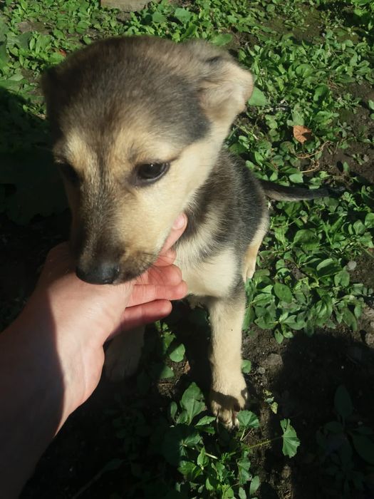 Отдам щенка в добрые руки. Девочка