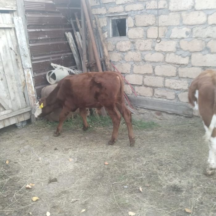 Продам подсосных бычков