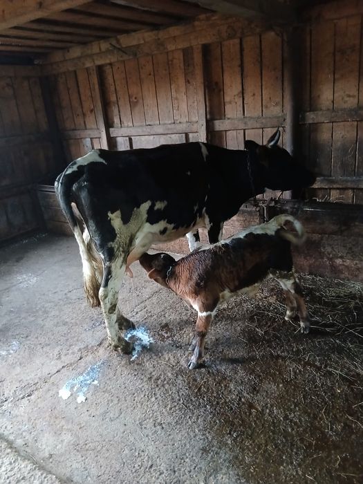 Vand vaca fatata a2 ora cu tauras