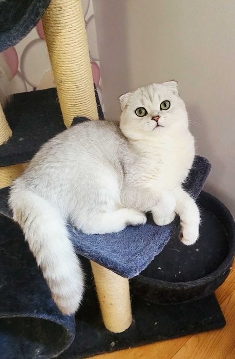 Baiat superb scottish fold cu pedigree