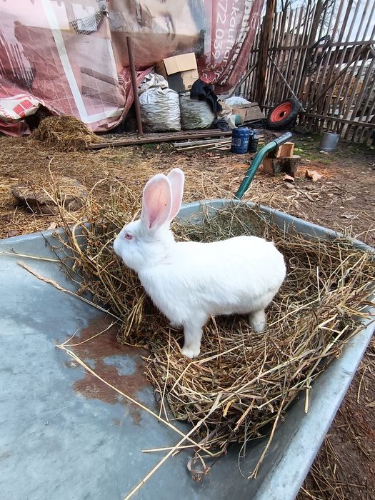 Iepuri  Hycole francez