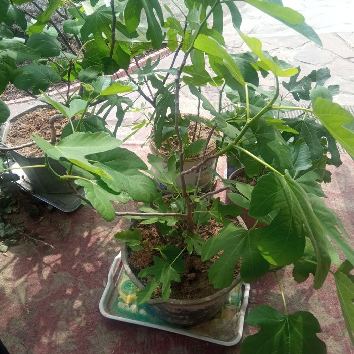 Дерево инжир в контейнере