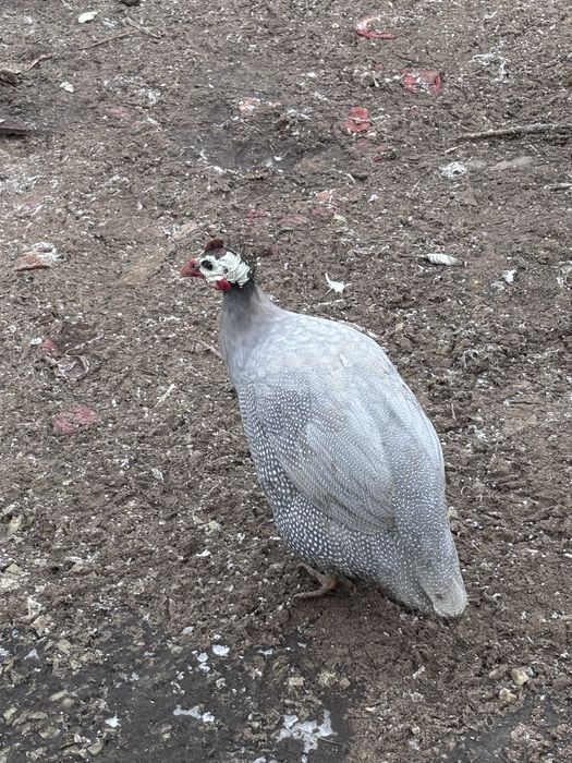 Молодые, домашние цесарки